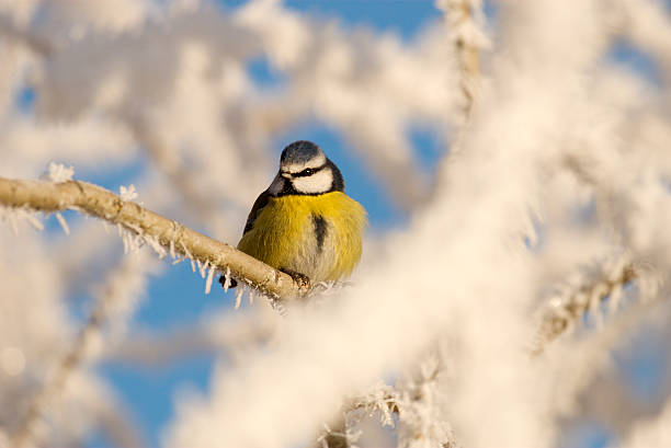 istock Blue tit (parus caeruleus) perched in a frosty tree 147680034