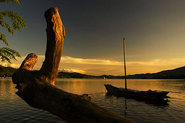Árvore morta com um barco a vela ao pôr-do-sol - foto de acervo