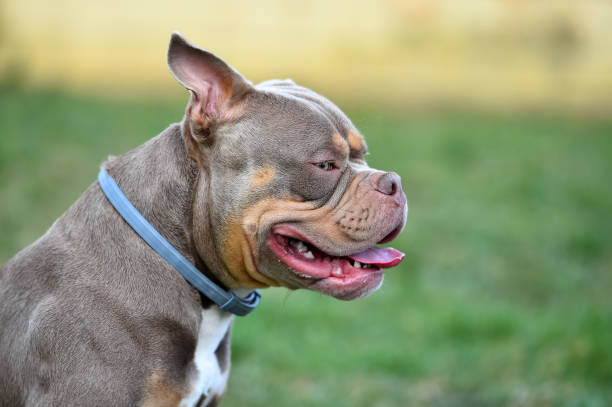 A muscular american bully dog A muscular american bully dog american bully dog stock pictures, royalty-free photos & images