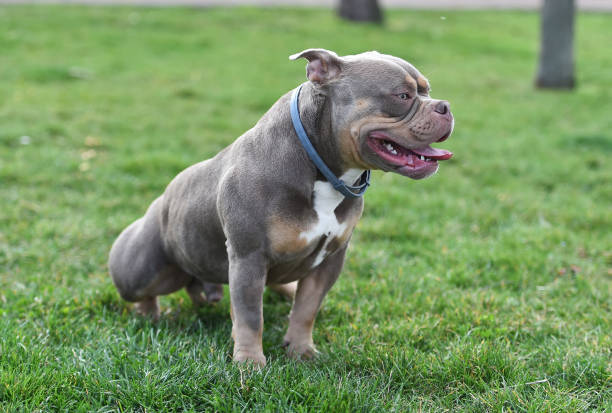 Muscular american bully dog Muscular american bully dog american bully dog stock pictures, royalty-free photos & images