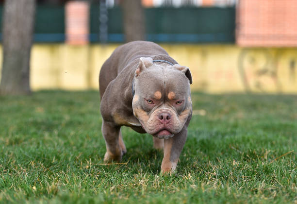 A strong american bully dog A strong american bully dog american bully dog stock pictures, royalty-free photos & images