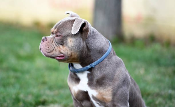 Strong american bully dog Strong american bully dog american bully dog stock pictures, royalty-free photos & images