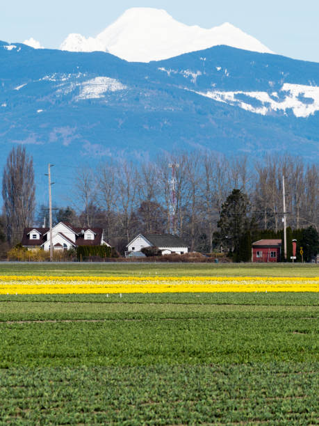 istock Skagit Valley farmlands in spring with blooming daffodil fields and Mount Baker - Washington state, USA 1476802191
