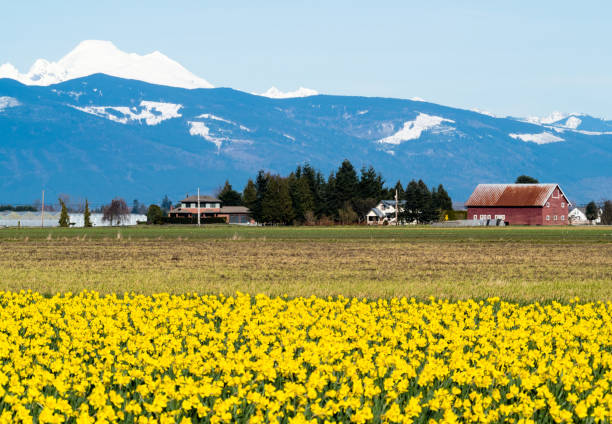 istock Blooming daffodil fields in Skagit valley with Mount Baker at the bakground - Washington state, USA 1476802217