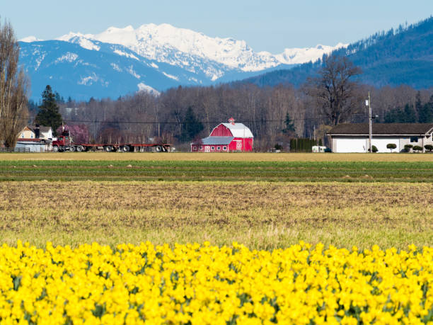 istock Blooming daffodil fields in Skagit valley with snowy mountains at the bakground - Washington state, USA 1476802238