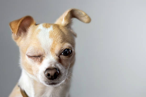 Winking Chihuahua Chihuahua winks as if to say "okay" animal nose photos stock pictures, royalty-free photos & images