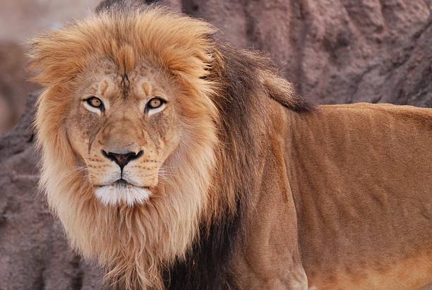 istock Lion, Adult Male 147680294