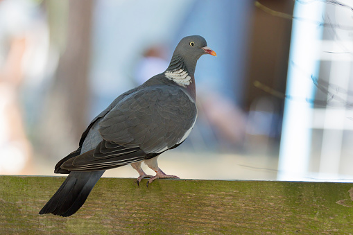 Wood Pigeon (Columba palumbus) on fence, the Netherlands