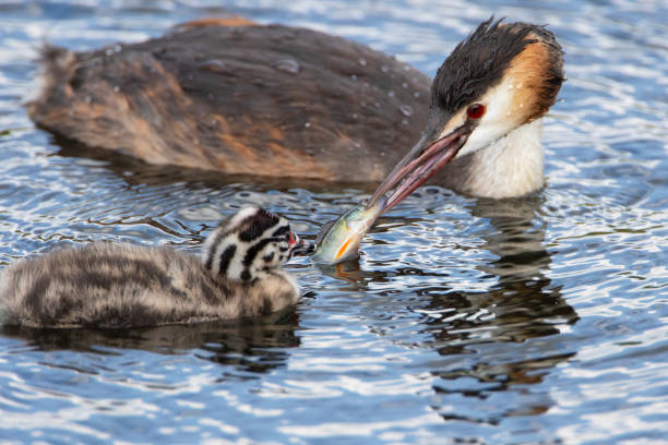 istock Great Crested Grebe (Podiceps cristatus) feeding fish to young, the Netherlands 1476803834