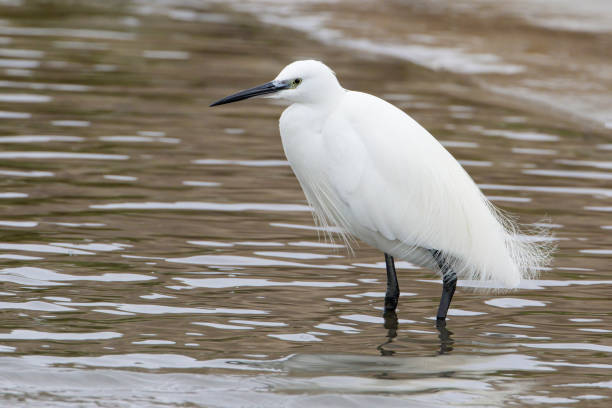 istock Little Egret (Egretta garzetta) standing in water, the Netherlands 1476803960