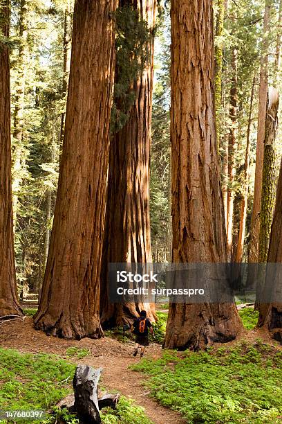 Hombre Caminatas En Bosque De Secuoyas Sendero Junto A Foto de stock y más banco de imágenes de Parque Nacional de Secoya