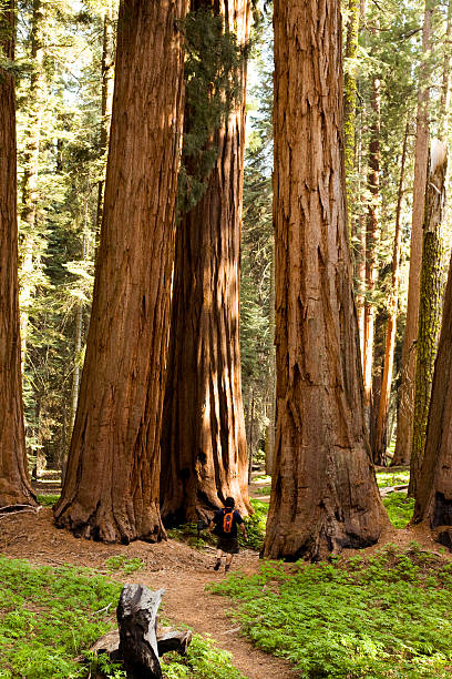 istock Man Hiking on Trail Next to Redwood Grove 147680397