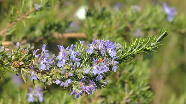 Rosemary violet flowers