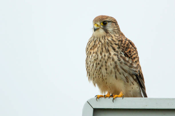 turmfalke (falco tinnunculus) auf post, niederlande - kestrel hawk beak falcon stock-fotos und bilder