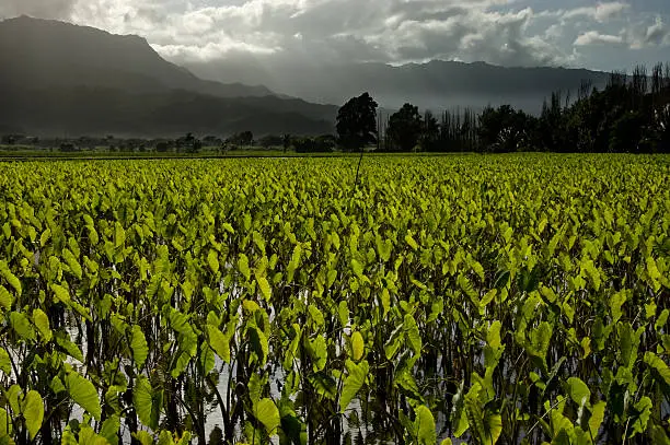 Photo of Taro fields.