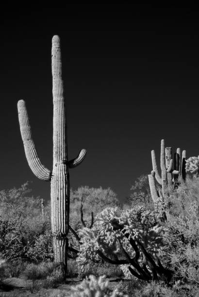 istock Infrared Saguaro Cactus Sonora desert Arizona 1476804160
