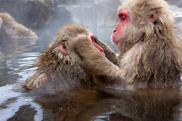 Snow Monkey looking into eyes of her mate in pool stock photo