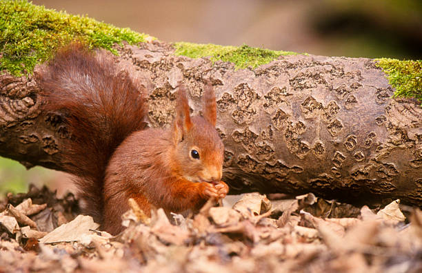 Red squirrel with bushy tail stock photo