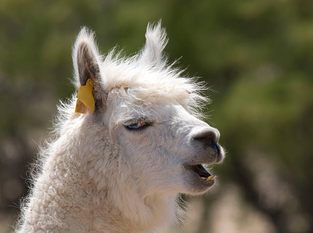 White Hair Blue Eyes Alpaca