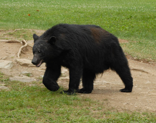 Tennesse black bear After dining on cicadas at Cades Cove in Great Smoky Mountains National Park, a boar black bear crosses a field while en route to his next chow hall. Black bears are commonly sighted in Cades Cove, a region in Tennessee once extensively farmed by "mountain people." newfound gap stock pictures, royalty-free photos & images