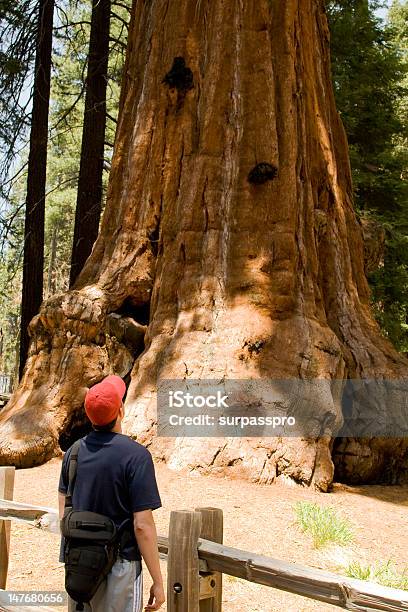 Hiker Looking Up At A Giant Sequoia Tree Stock Photo - Download Image Now - Adult, Adults Only, Awe