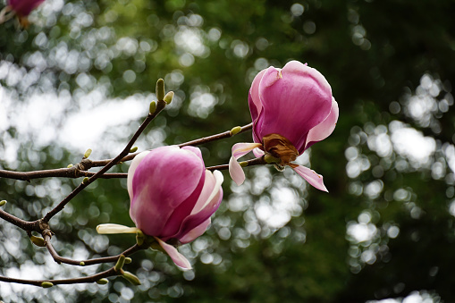 Blossoming pink Magnolia branch on the treetop in early spring