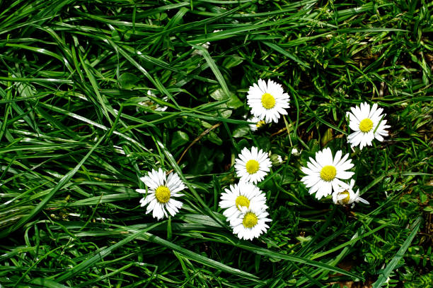 istock Green meadow with young grass and white daisies in early spring with free copy space 1476806684