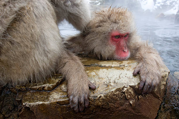 Snow Monkey being groomed whilst bathing hot spring pool stock photo