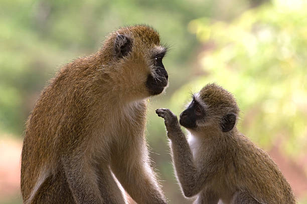 Vervet Monkey male and female communicating stock photo