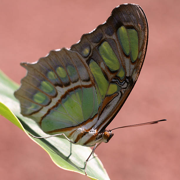 istock Costa Rica Butterfly 147680786