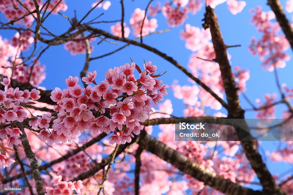 桜のタイ - クローズアップのロイヤリティフリーストックフォト