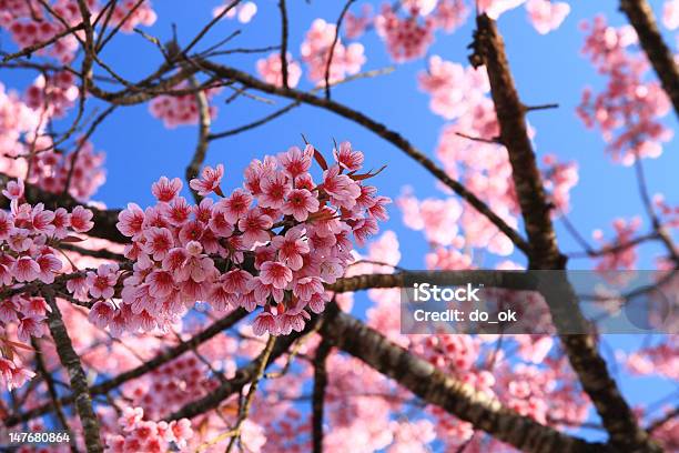 桜のタイ - クローズアップのストックフォトや画像を多数ご用意 - クローズアップ, タイ王国, ピンク色