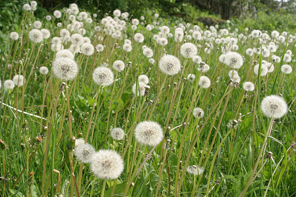 Field of Dandelions - foto de stock