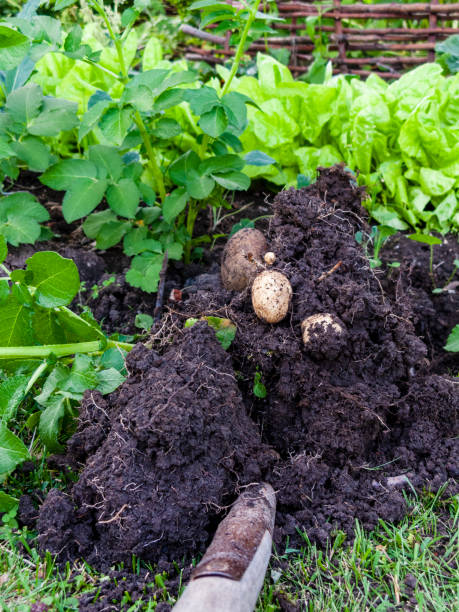 istock gardening details, cottage garden 1476808937
