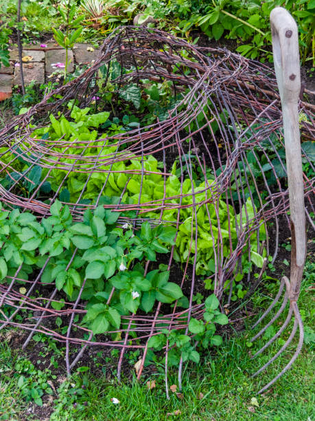 istock gardening details, cottage garden 1476808954