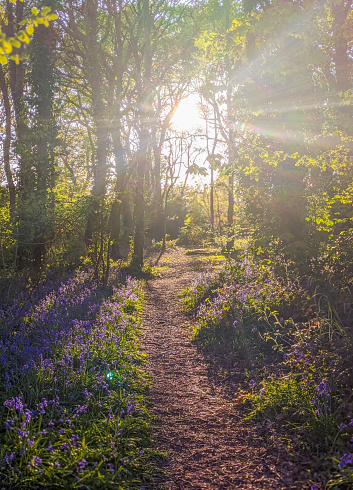 Spring in the Bluebell wood, Gosport, Hampshire, England