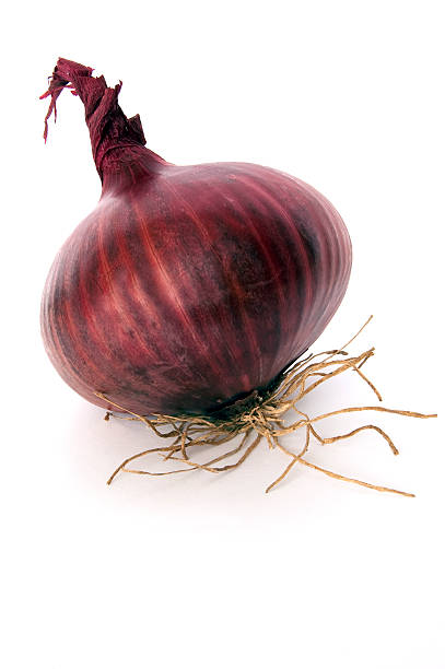 Red Onion stock photo