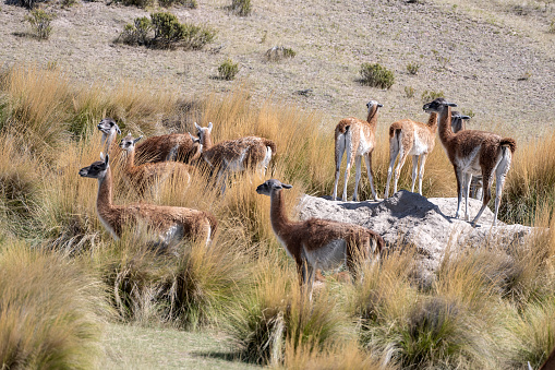 Herd of guanacos grazing in Camarones, Chubut province, Patagonia Argentina.