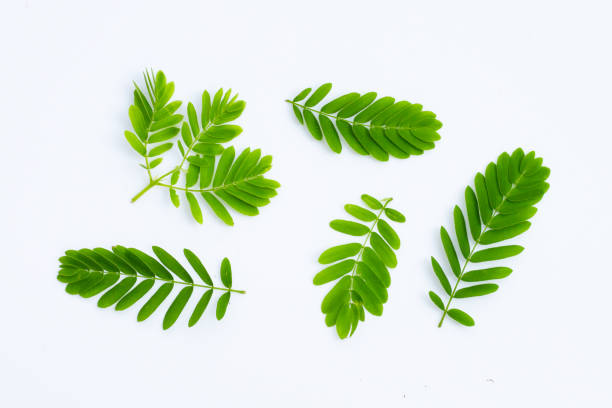 istock Tamarind leaves on white background. 1476813090