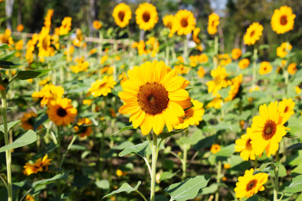 istock Sunflower field, Beautiful summer landscape. 1476813135
