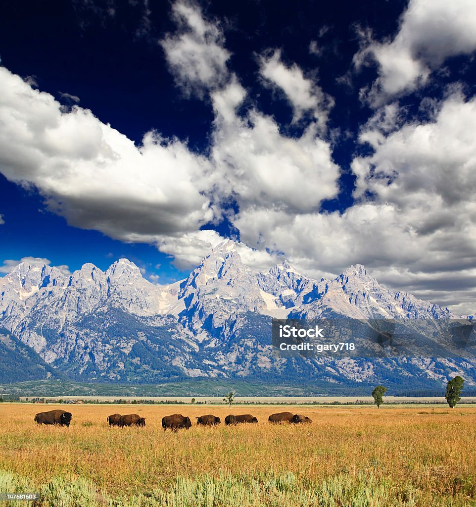 Bisons in der Grand Teton National Park - Lizenzfrei Antilope Stock-Foto