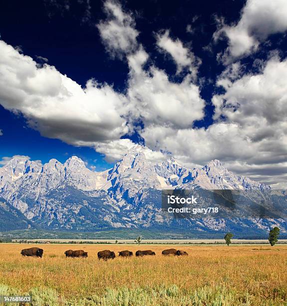 Bisons In Der Grand Teton National Park Stockfoto und mehr Bilder von Antilope - Antilope, Sonnenaufgang, Wohnung