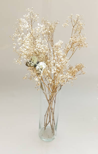 istock Dried Baby's Breath flower (Gypsophila paniculata). 1476819197