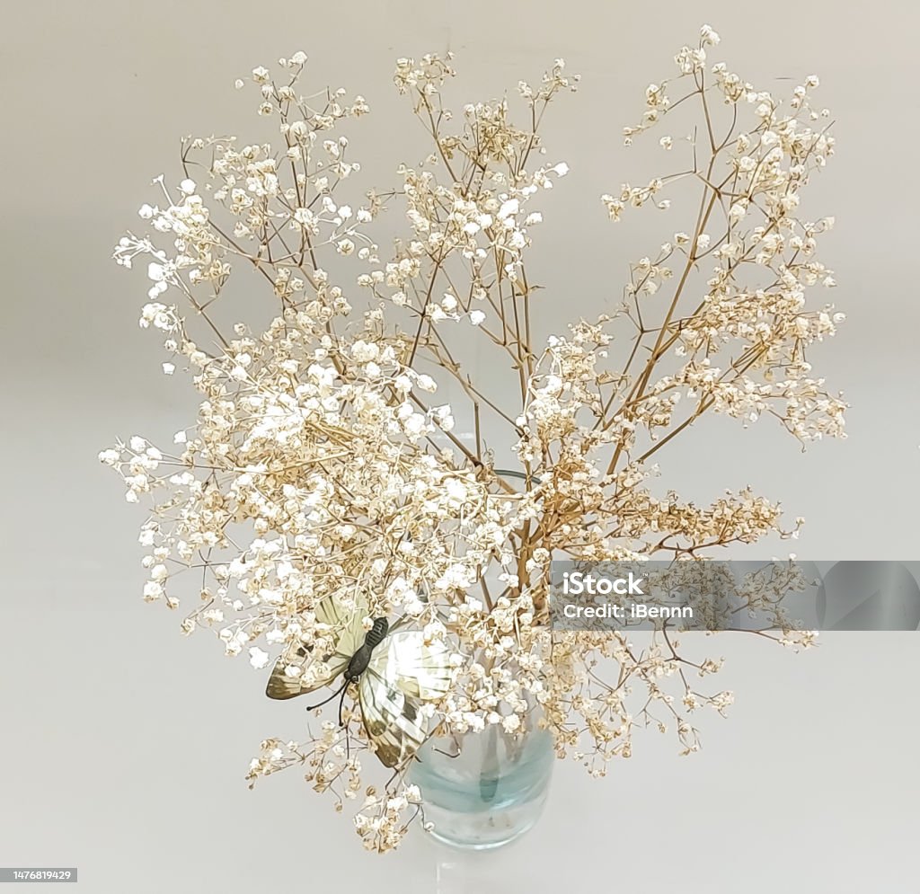Dried Babys Breath Flower Stock Photo - Download Image Now