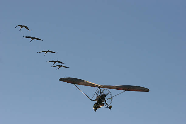 Assisted Whooping Crane Migration stock photo