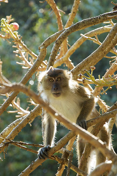 macaco - foto de acervo