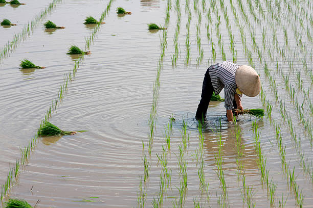 istock Women working in rice field 147682262