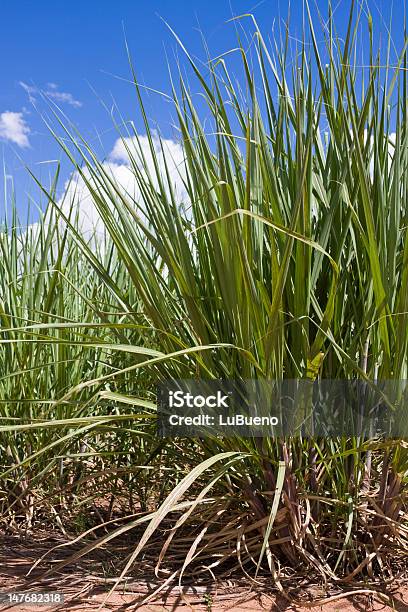 Sugar Cane Field Stock Photo - Download Image Now - Agricultural Field, Agriculture, Brazil