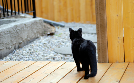 a cat cautiously looks towards yard entrance from deck