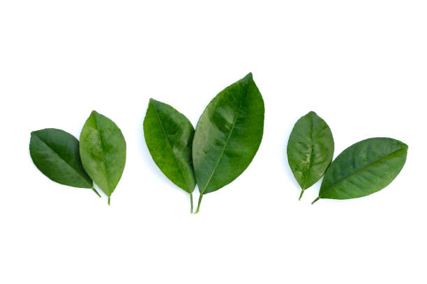 istock Citrus leaves on a white background. Top view 1476824154